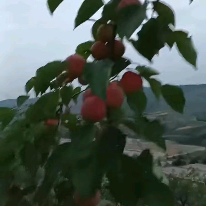 梦然