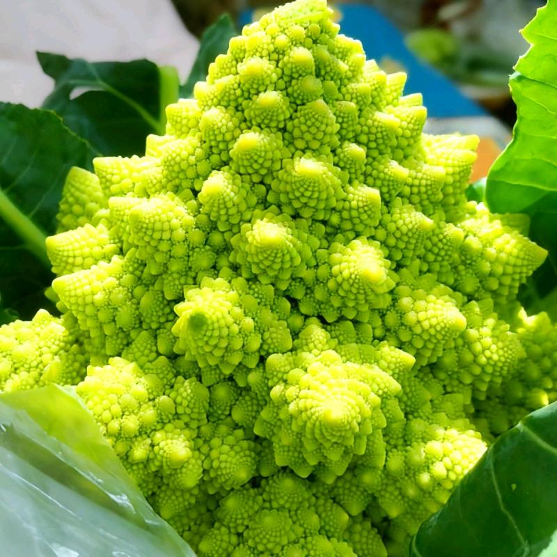 浑身带刺的小刺猬（珍珍）