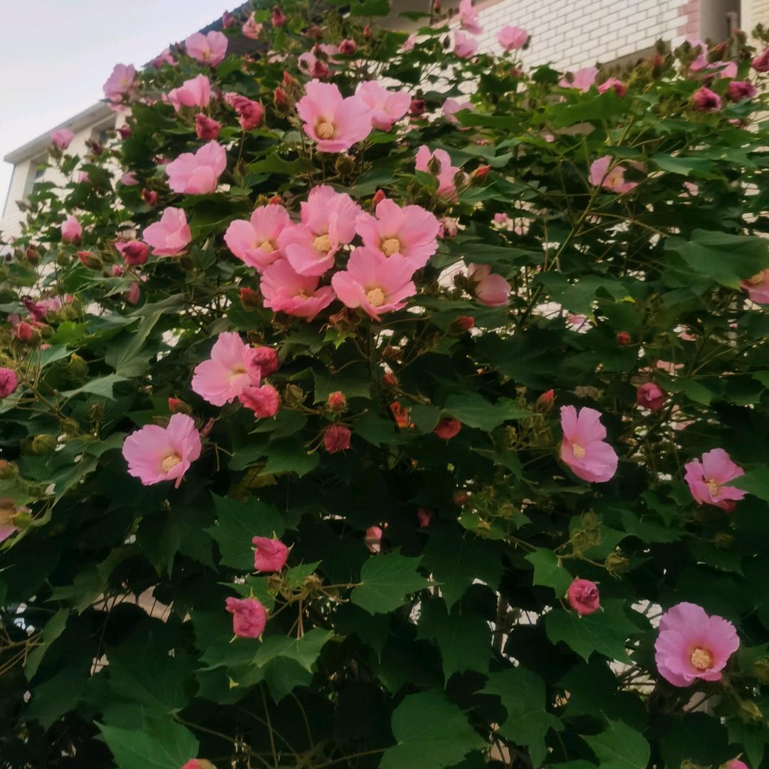 小芳