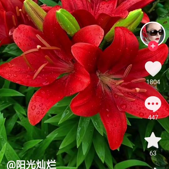 夏邑车站鲁西化肥小麦种