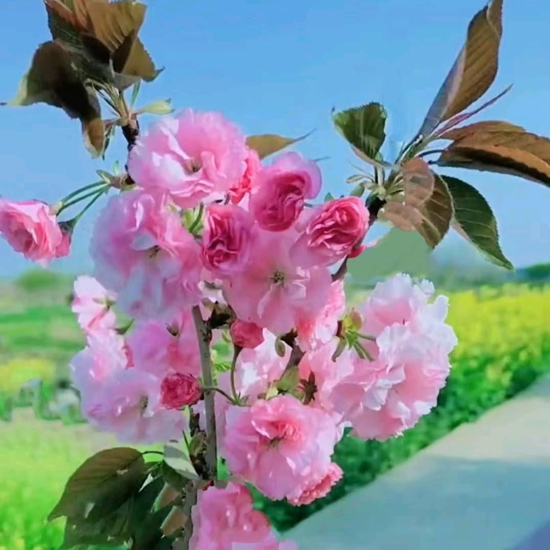 农村