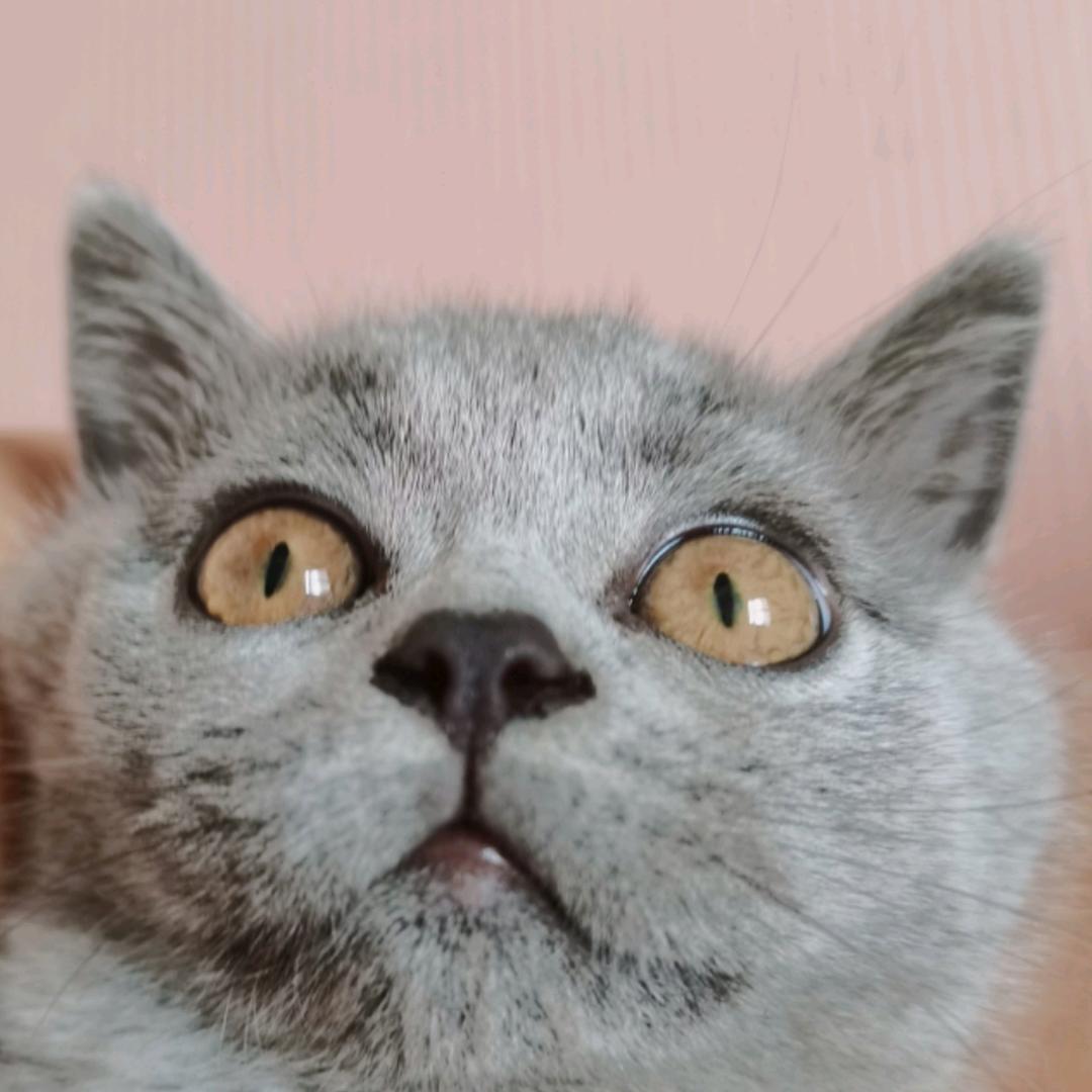 兔宝