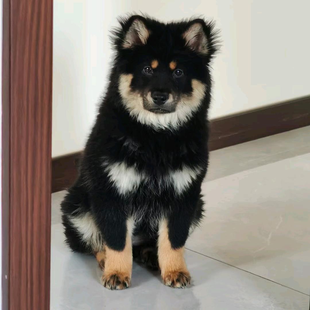 苏苏家的小臭肆儿