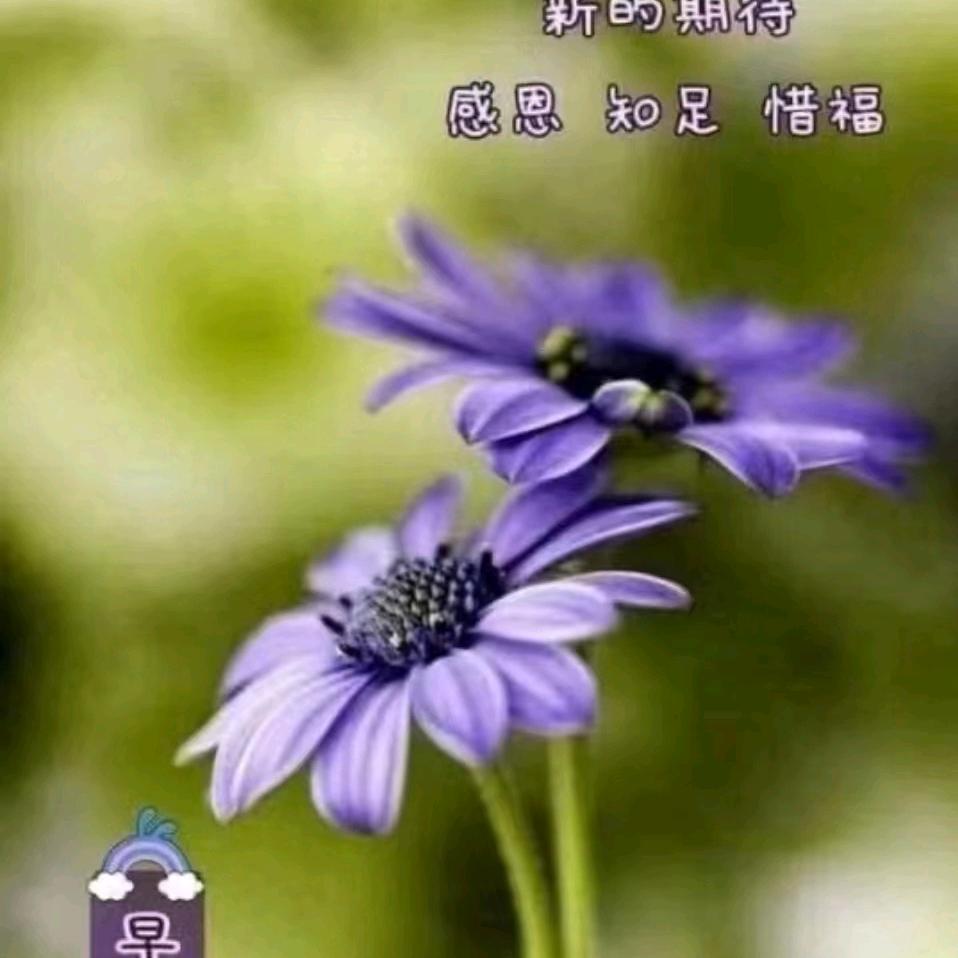 太阳花