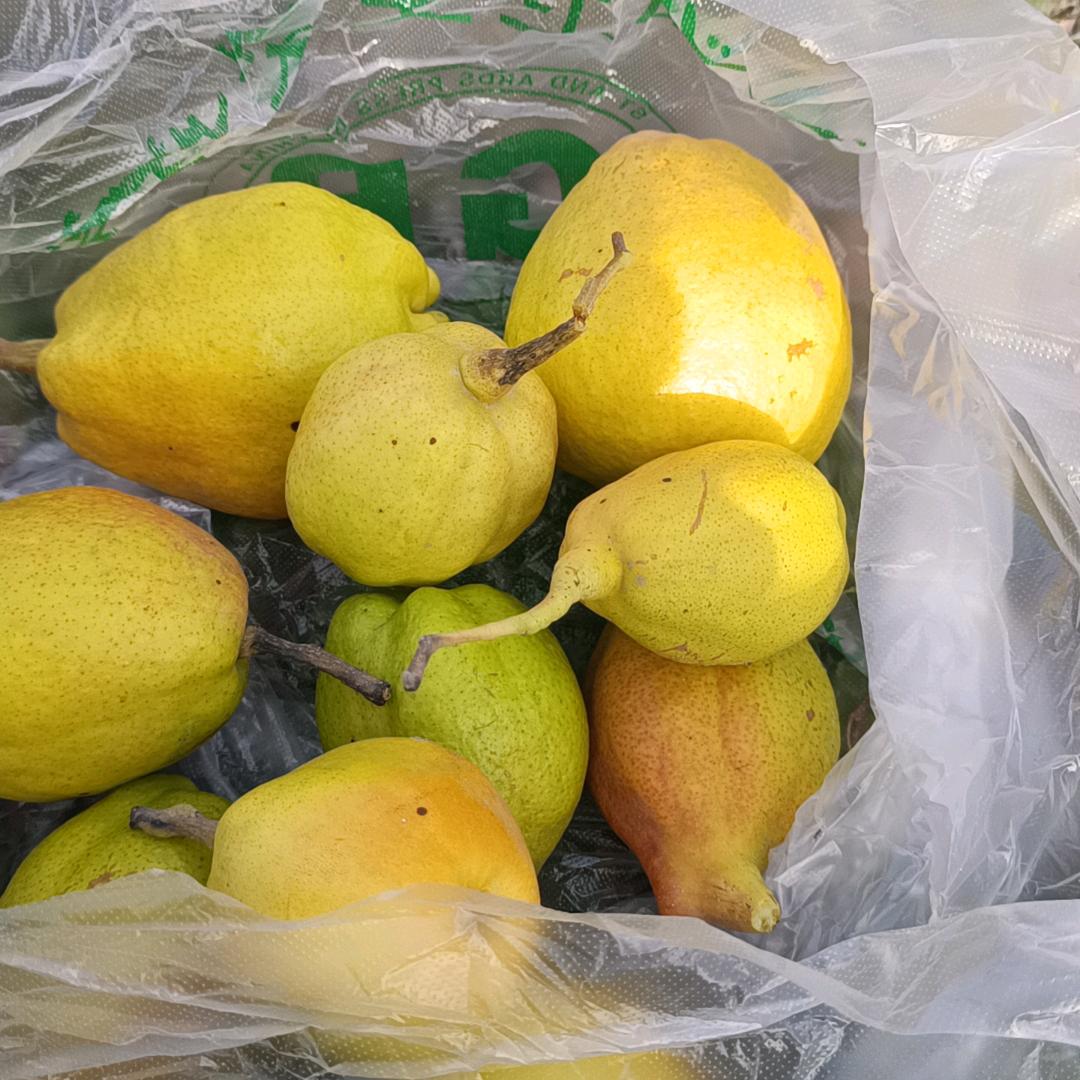 三个小可爱