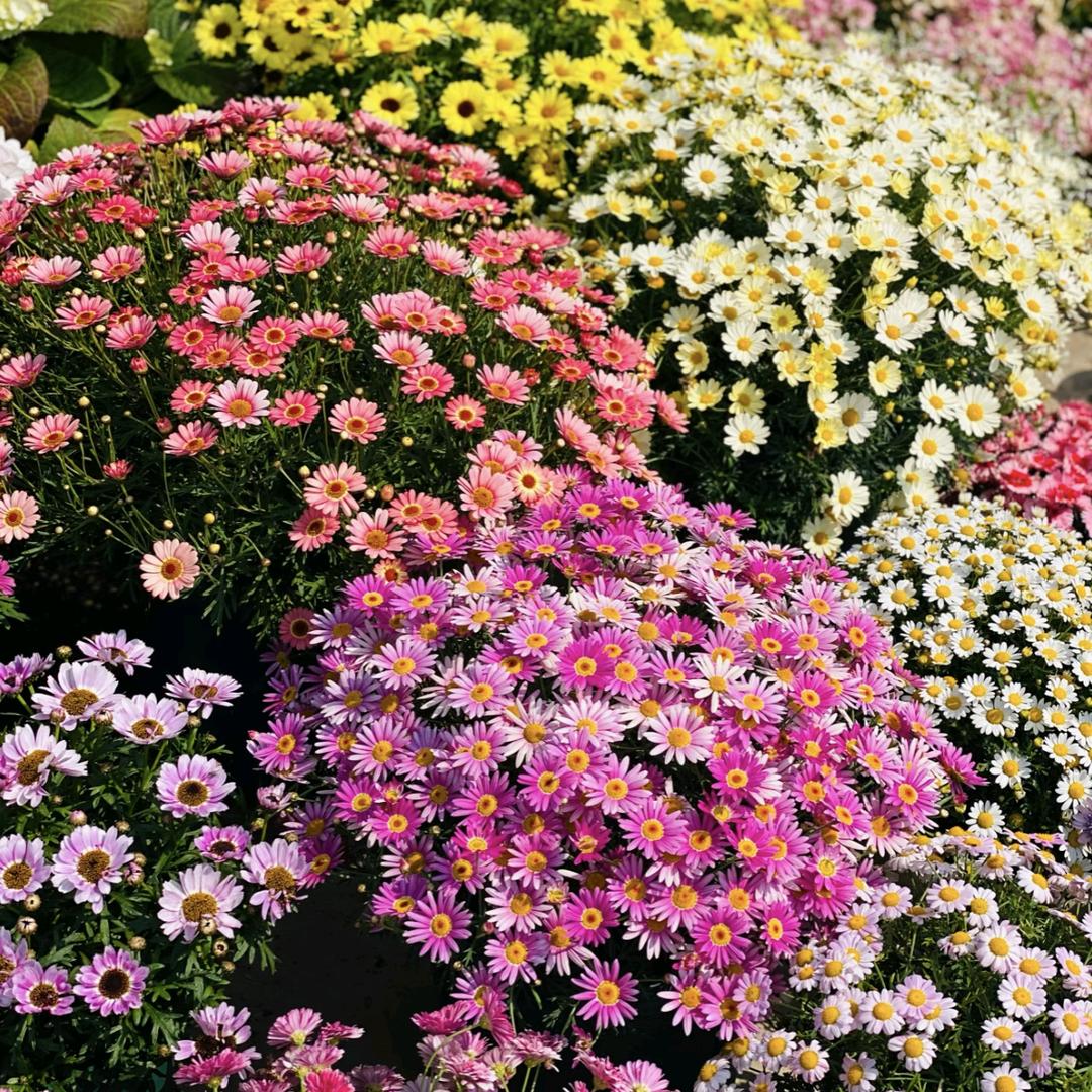 北植花卉一号仓