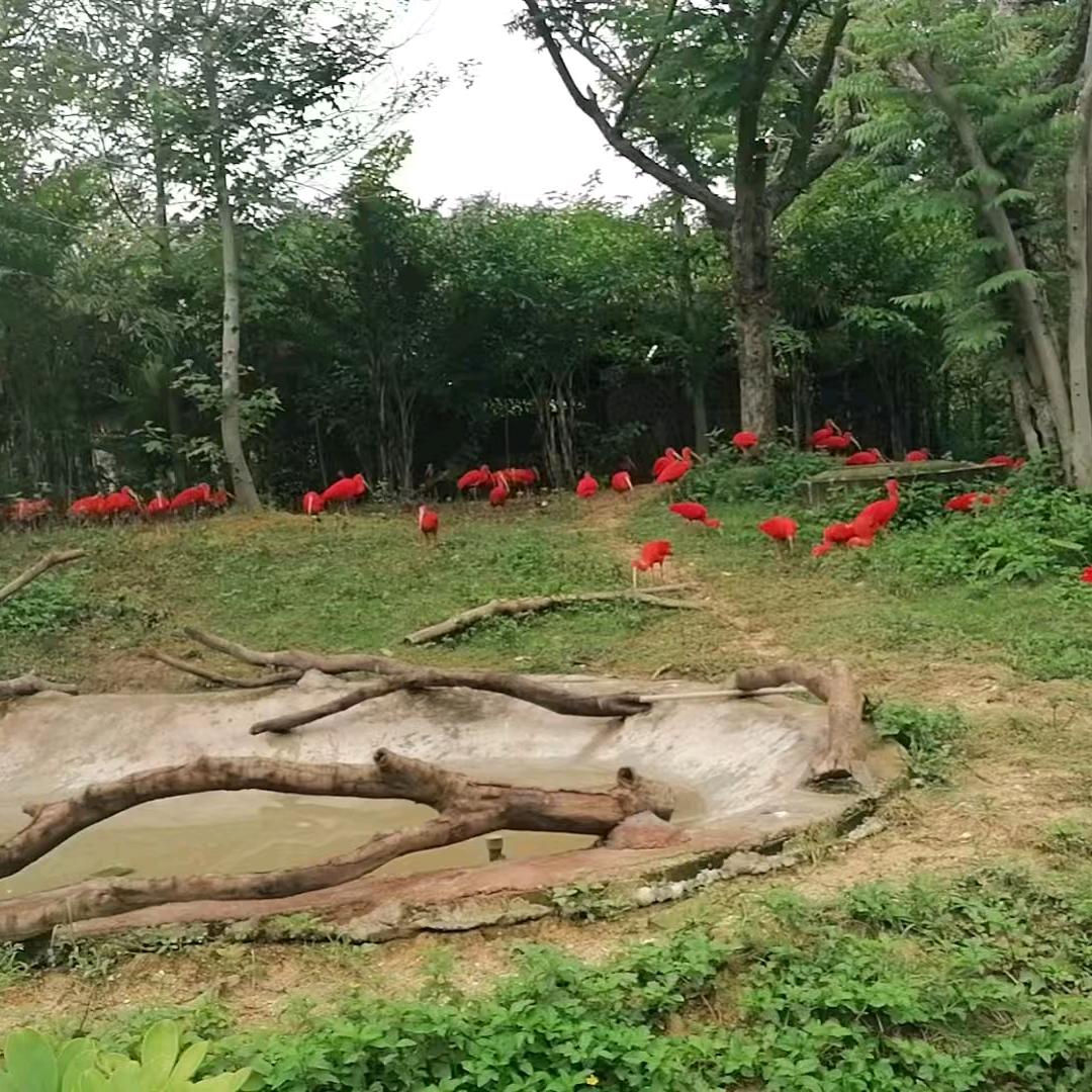 琪琪的梦