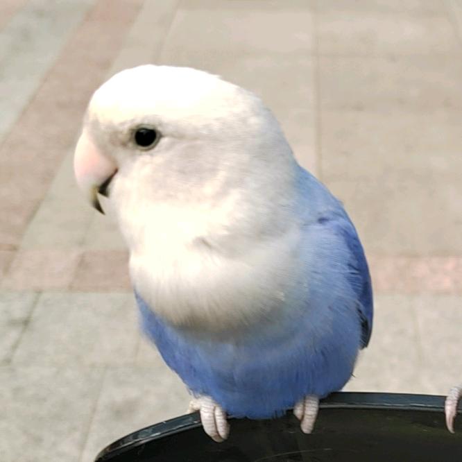 珍好（丽艳）文印店