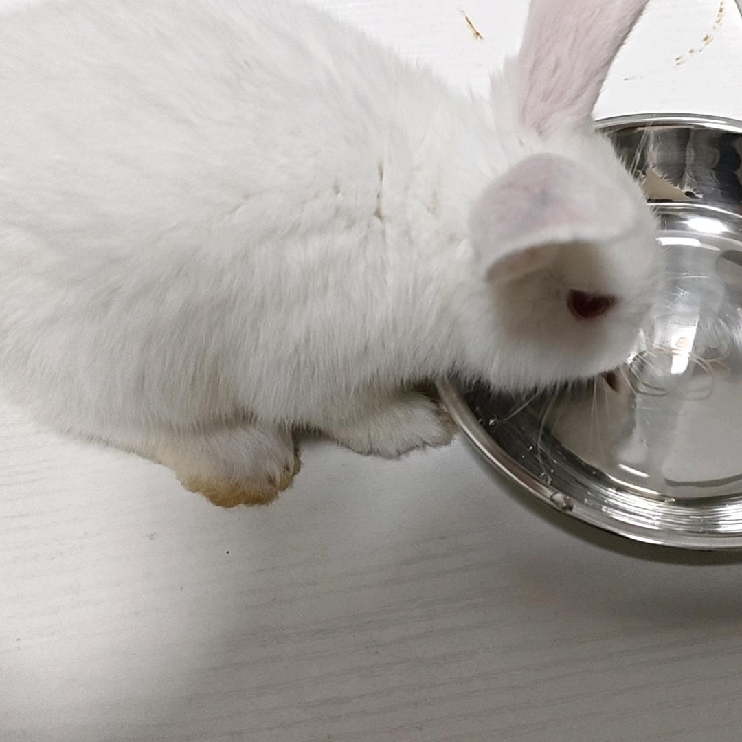 啾啾