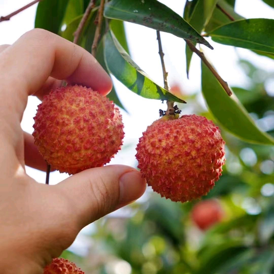 爱吃荔枝