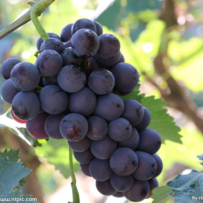 兆如丰农业企业店