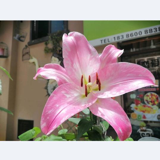 陈心如意