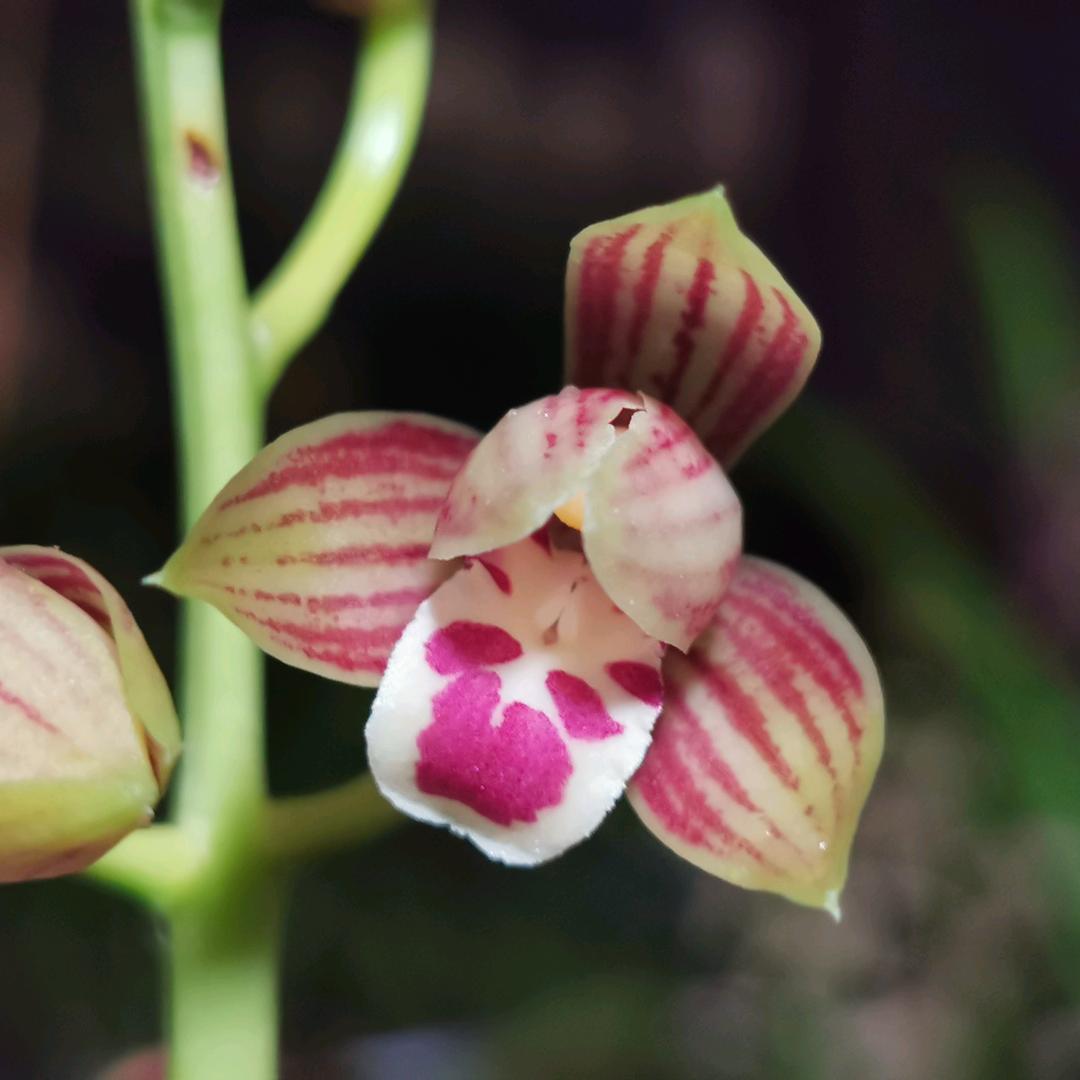 成永兰花种植园