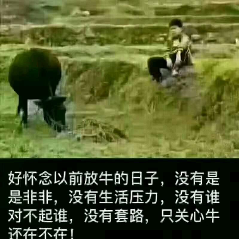 彪哥