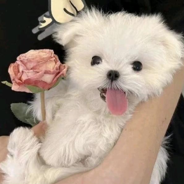 邻叽叽叽叽叽叽