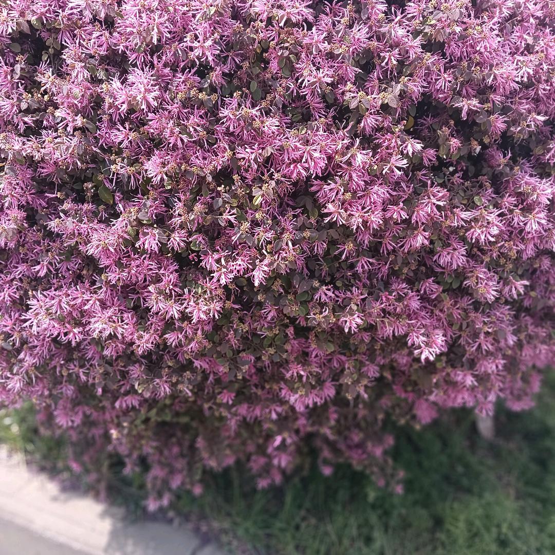 狠心的结局