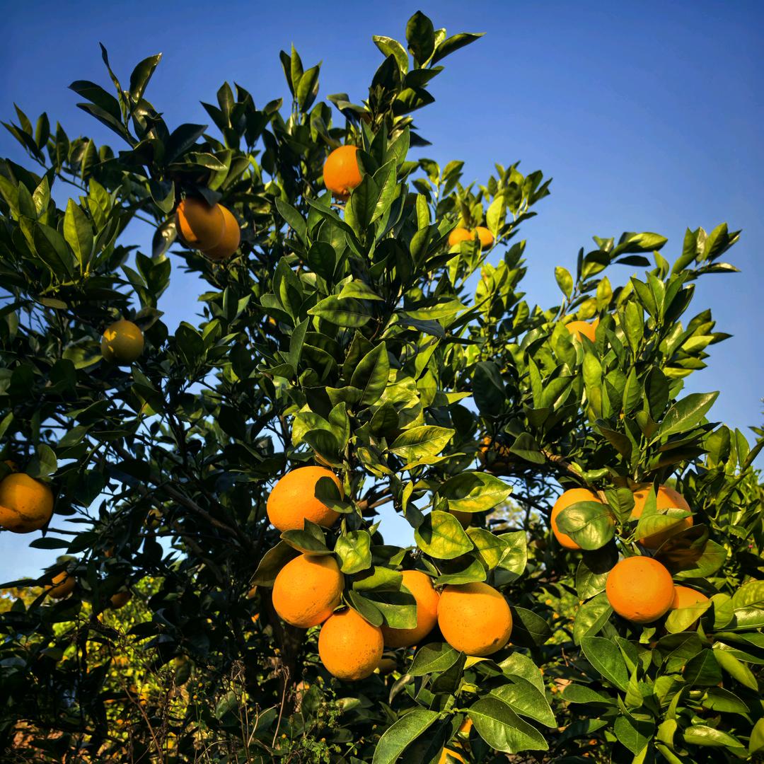 赣南橙心橙意