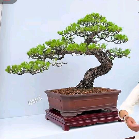 五虎四海
