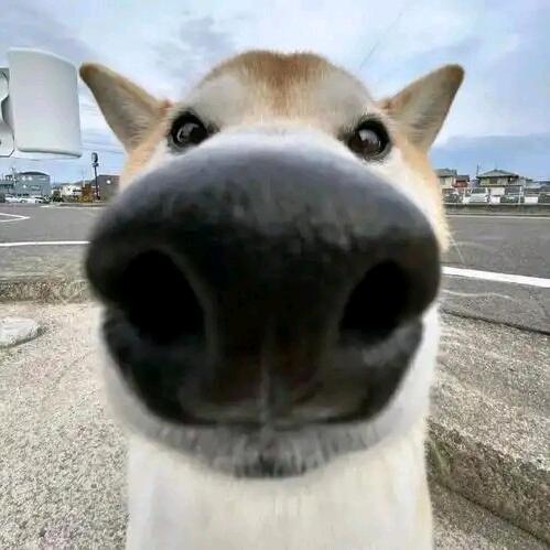 出骨骼肌