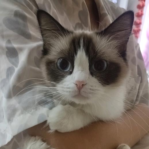 强子家的莉莉