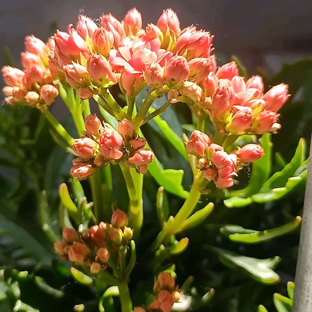 枣花清香阵阵
