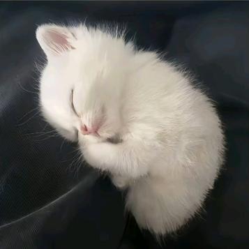 💤💤