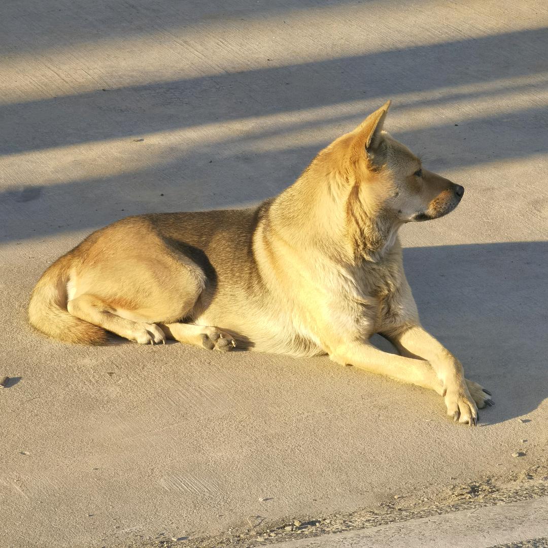 我又双叒叕改名了