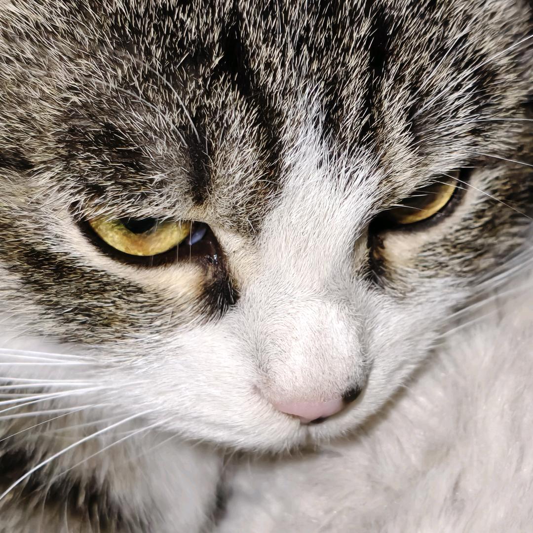 山猫_