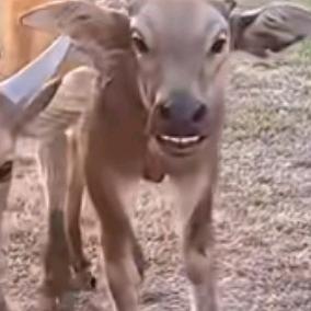 牛魔王吃螺蛳粉