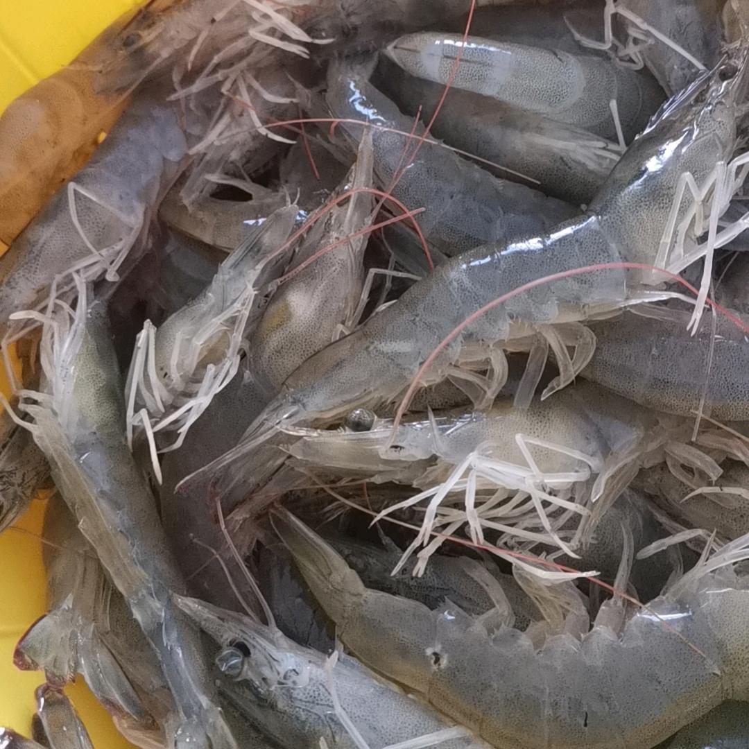 埠江镇，双河，毕店，零售批发活虾，