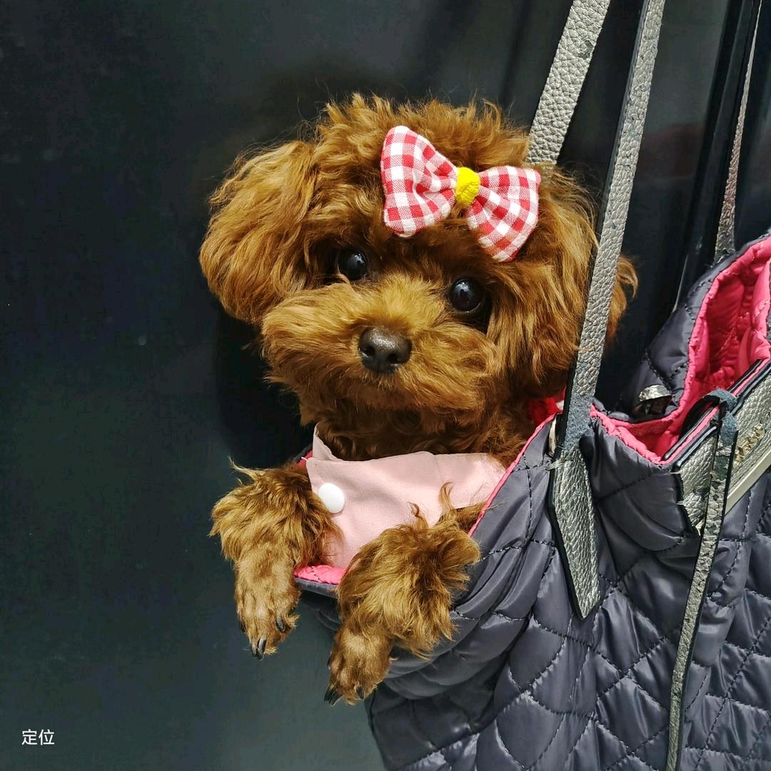 威廉与缇娜