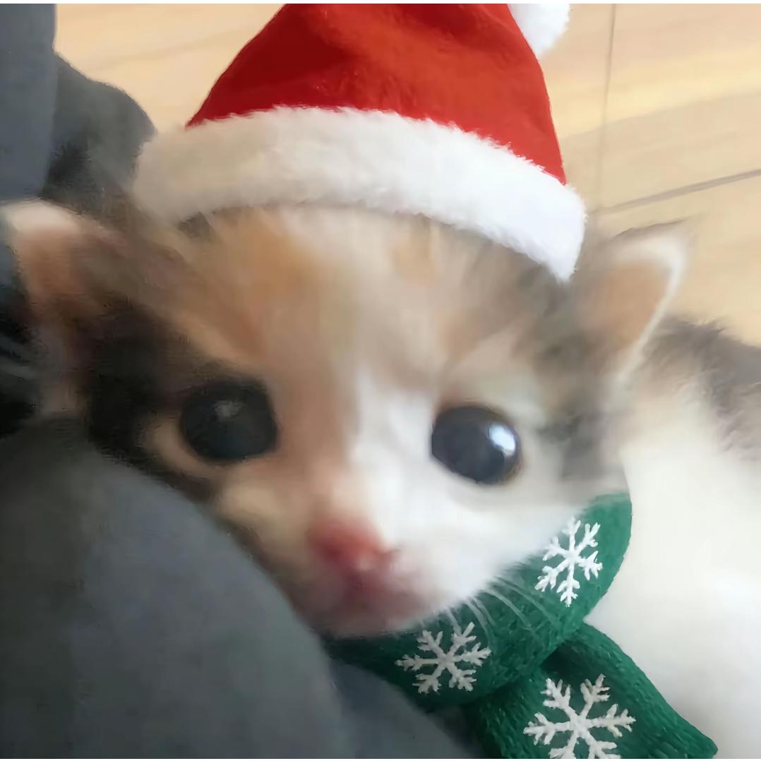 主打一个前额叶