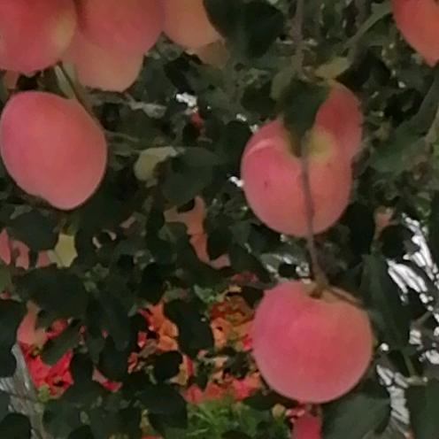 烟台栖霞苹果农产品