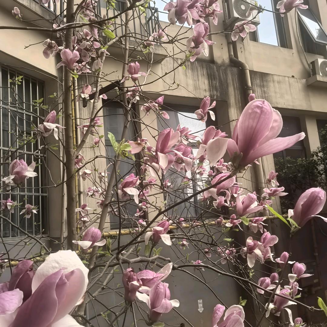 古德白
