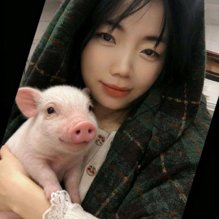 丹丹不养猪