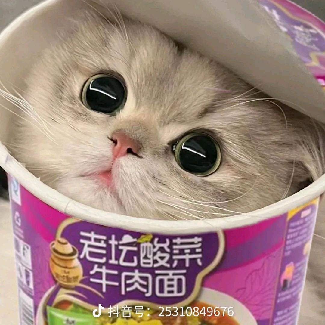 卷毛小泡面