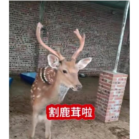鹿鹿大顺🦌🦌🦌🦌🦌🦌