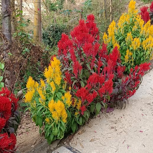 罗田县大崎镇轿顶岗金南