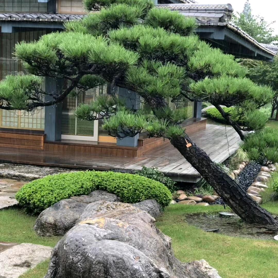 歨月登雲