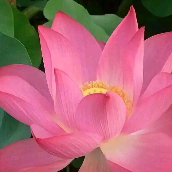 花开富贵，，
