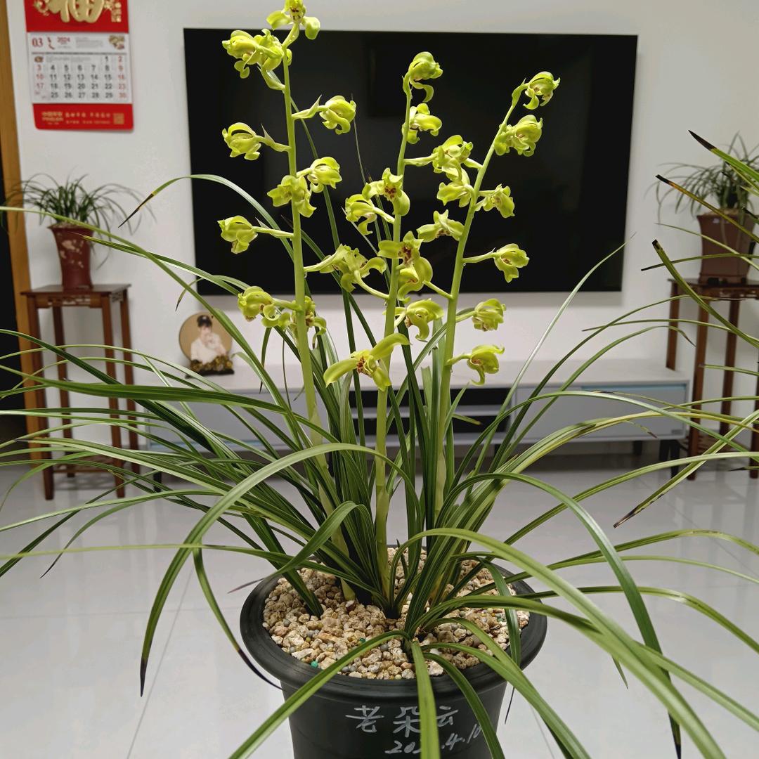 弘旭