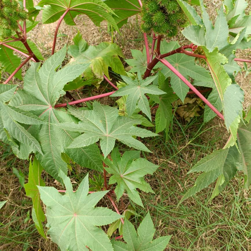 菜谱煎蛋