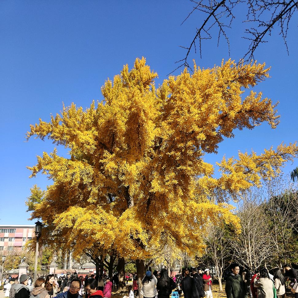 丹悦
