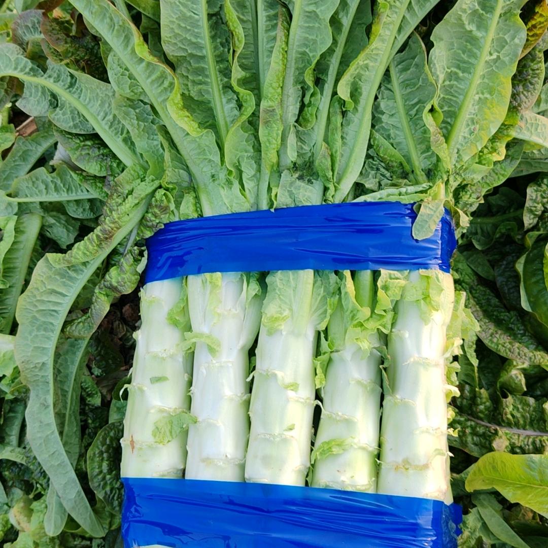大波蔬菜商行