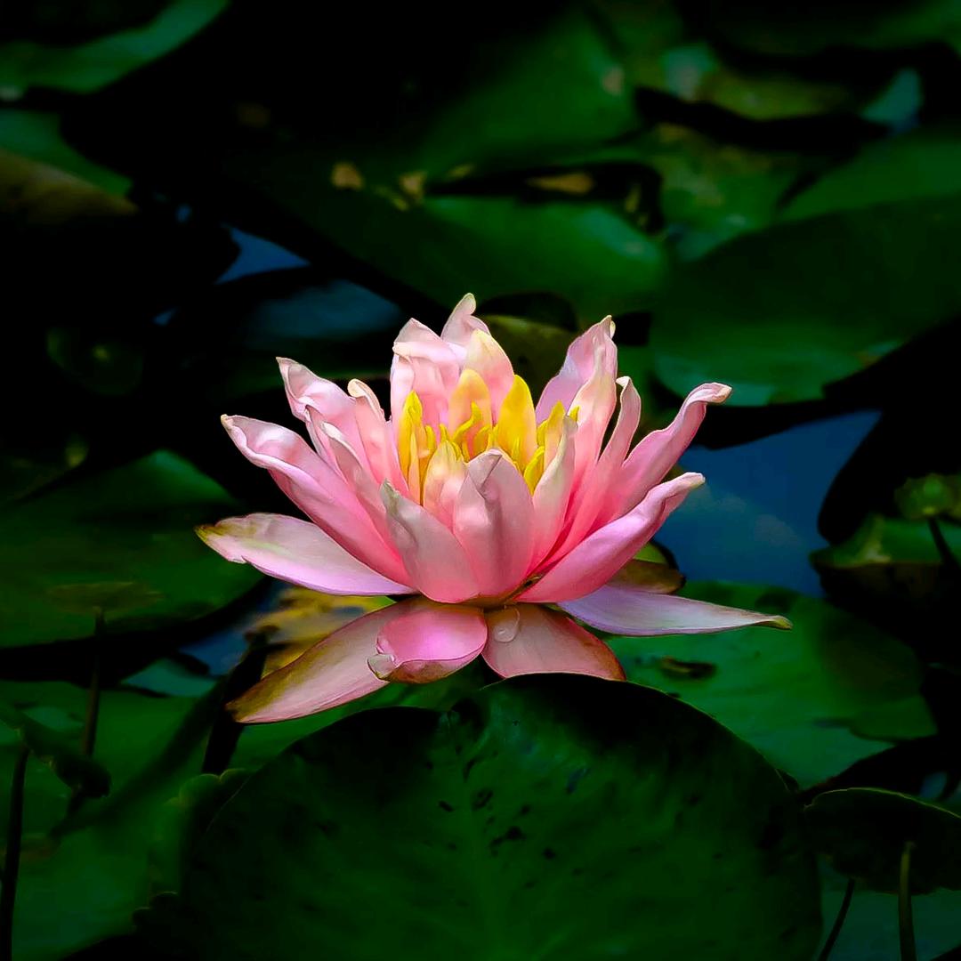 莲花说