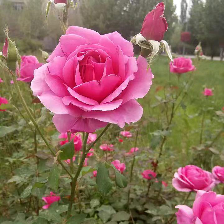 依然阳光