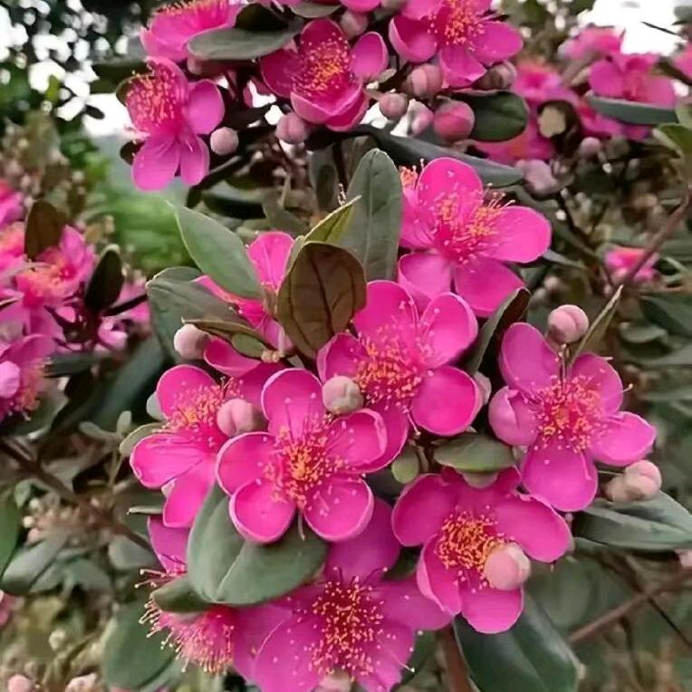 花朵🌺月圆