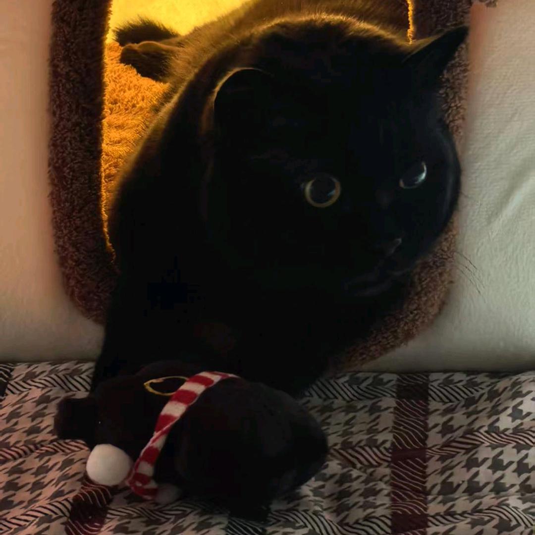 一觉睡到小时候的猪猪包🫧ᵇˡᵘᵉ