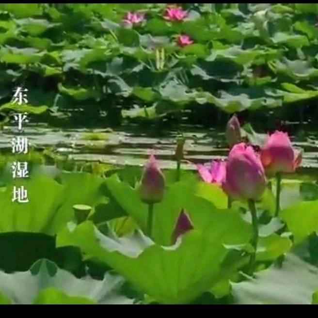 💖腊梅💖