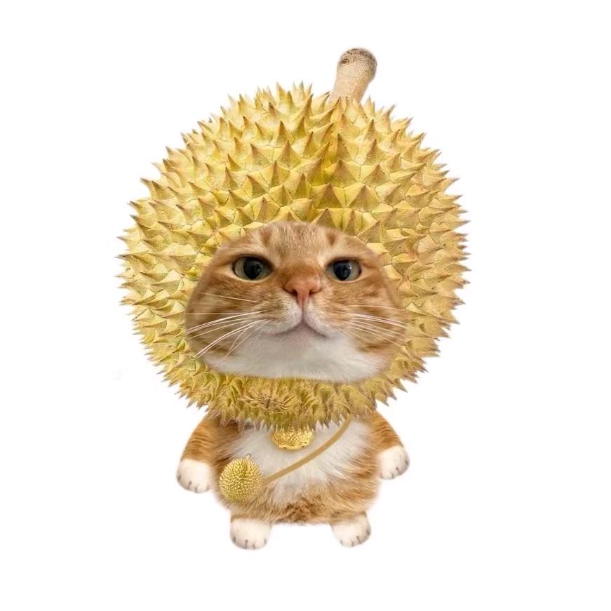 小鱼小鱼